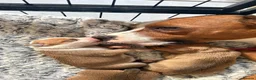 Staffordshire Bull Terrier dogs for sale: 🔥🔥STUNNING RED STAFF BULL TERRIER PUPPIES🔥🔥 - Advert 4