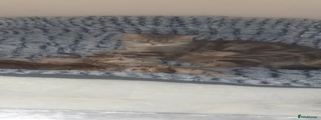 Elsa