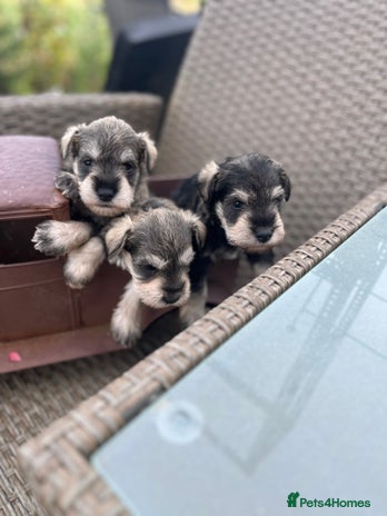 Miniature Schnauzer dogs - Advert 4