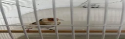 Finches birds for sale: Siberian Goldfinch Male  in London - Advert 4