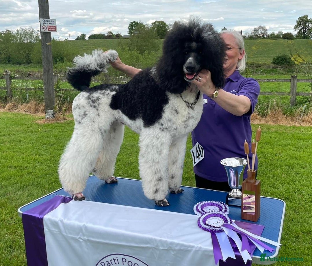 Standard Poodle dogs for sale: Exceptional Standard Parti Poodle puppies due  - Advert 2