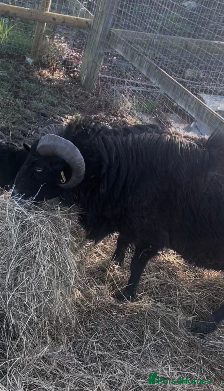 Sheep livestock Male sheep for sale  - Advert 2