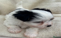Biewer Terrier dogs for sale: Beautiful biewer terrier puppies 🩷 - Image 16