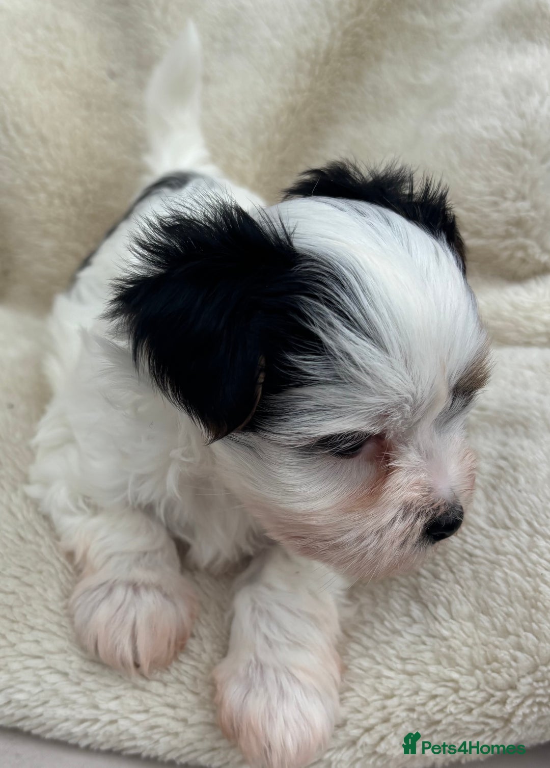 Biewer Terrier dogs for sale: Beautiful biewer terrier puppies 🩷 - Image 16