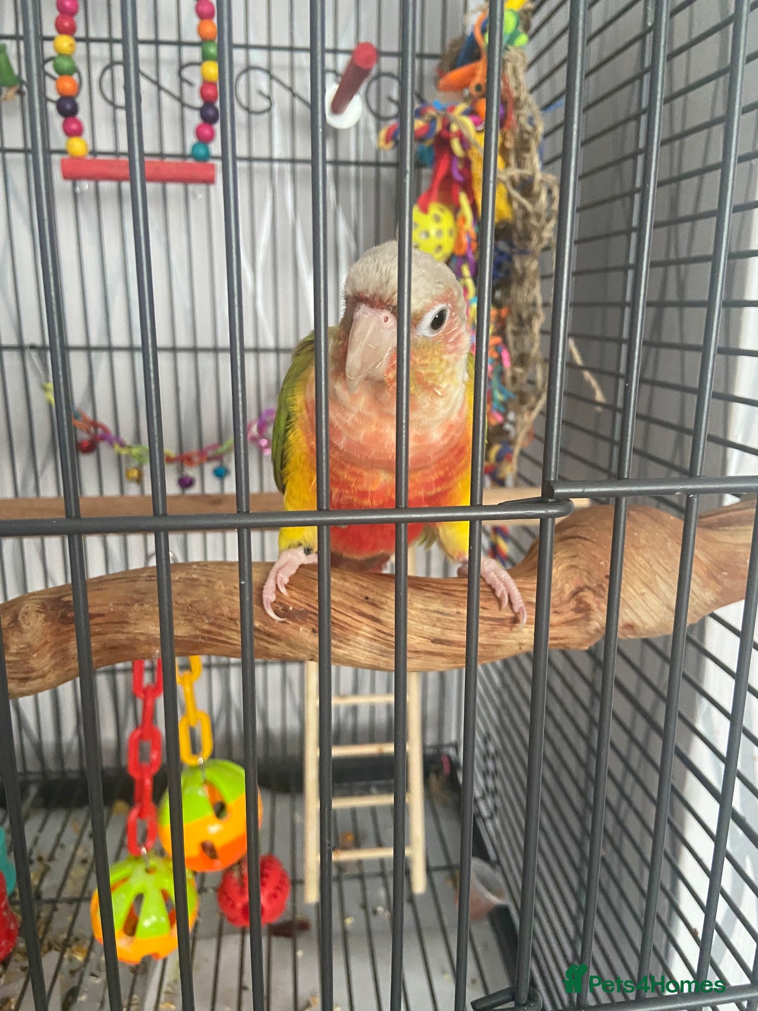 Conures birds Friendly conure for sale - Advert 2