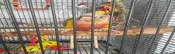 Conures birds for sale: Friendly conure for sale in Walsall - Advert 1