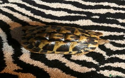 Hermann Tortoise reptiles for sale: 2 female hermans  - Image 5