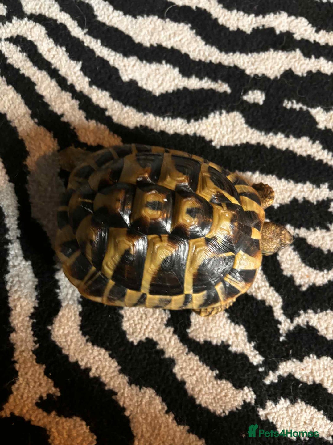 Hermann Tortoise reptiles for sale: 2 female hermans  - Image 5