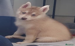 Siberian Husky dogs for sale: KC litter 5* rating by buyers REDUCED  - Image 3