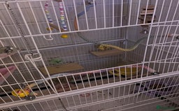 Lovebirds birds for sale: Blue Opaline female lovebird - Image 8
