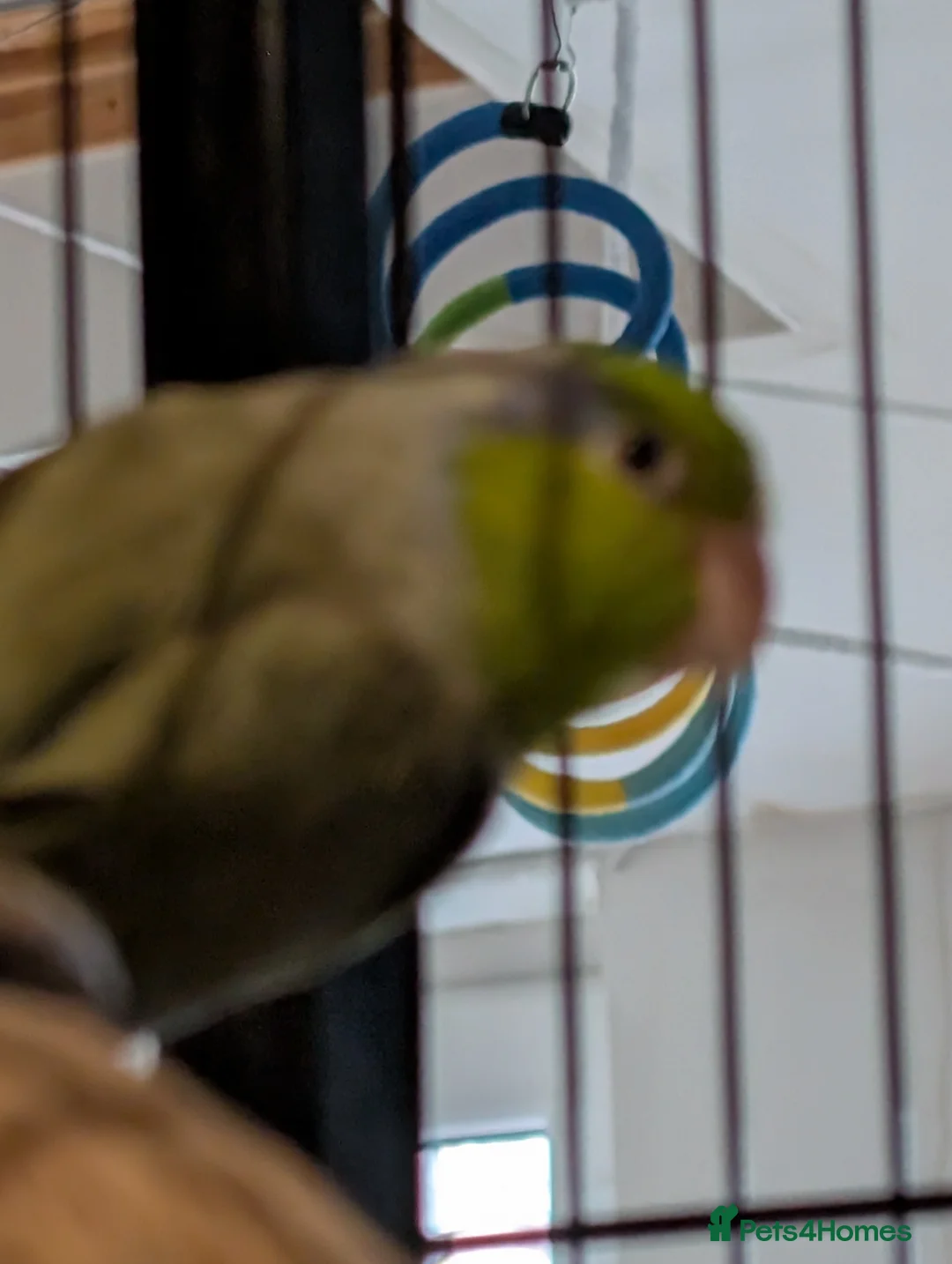 Parrots birds for sale: 2 male parrotlets - Advert 6