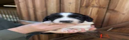 English Springer Spaniel dogs for sale: FTAW Springer Spaniel Puppies - Advert 9