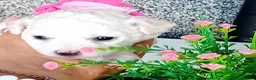 Bichon Frise dogs for sale: Bichon Frise ( 2 boys 2 girls ) - Advert 4
