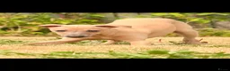 Italian Greyhound dogs for sale: Italian Greyhound KC  – Blue Girl & Fawn Boys - Advert 8