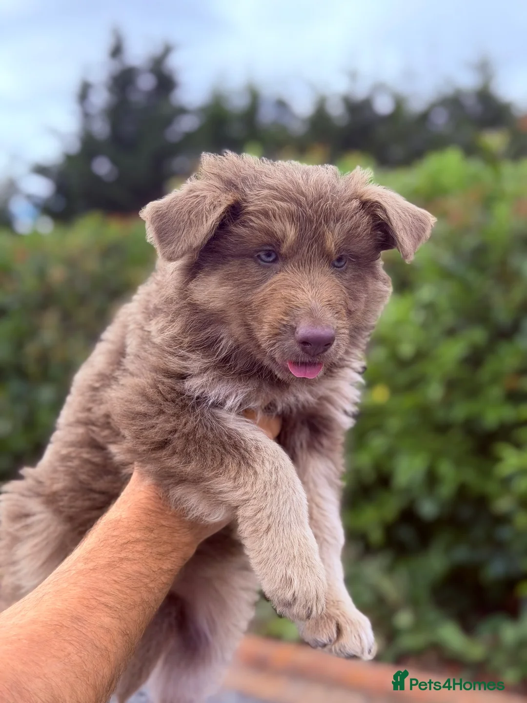 German Shepherd dogs for sale: KC Isabella & Blue German Shepherd Girls ⭐ in Birmingham - Advert 2