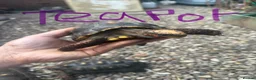 Tortoise reptiles for sale: Trio red footed tortoises - Advert 14