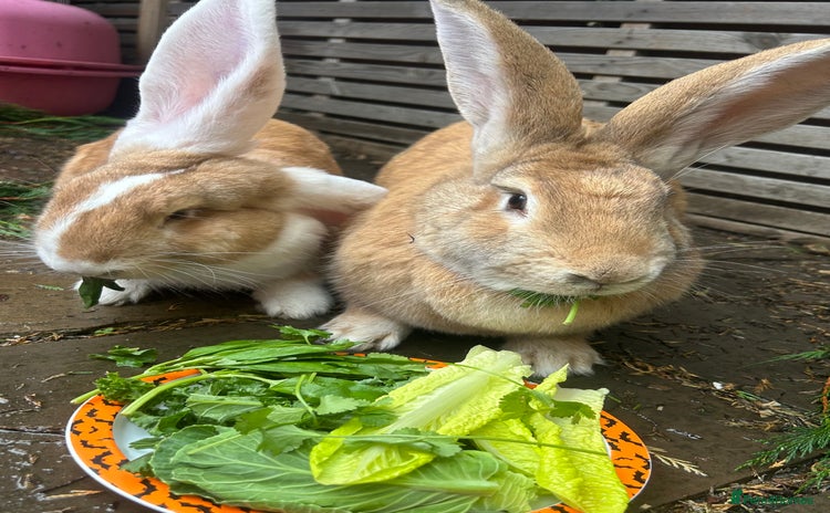 Continental Giant rabbits - Advert 6