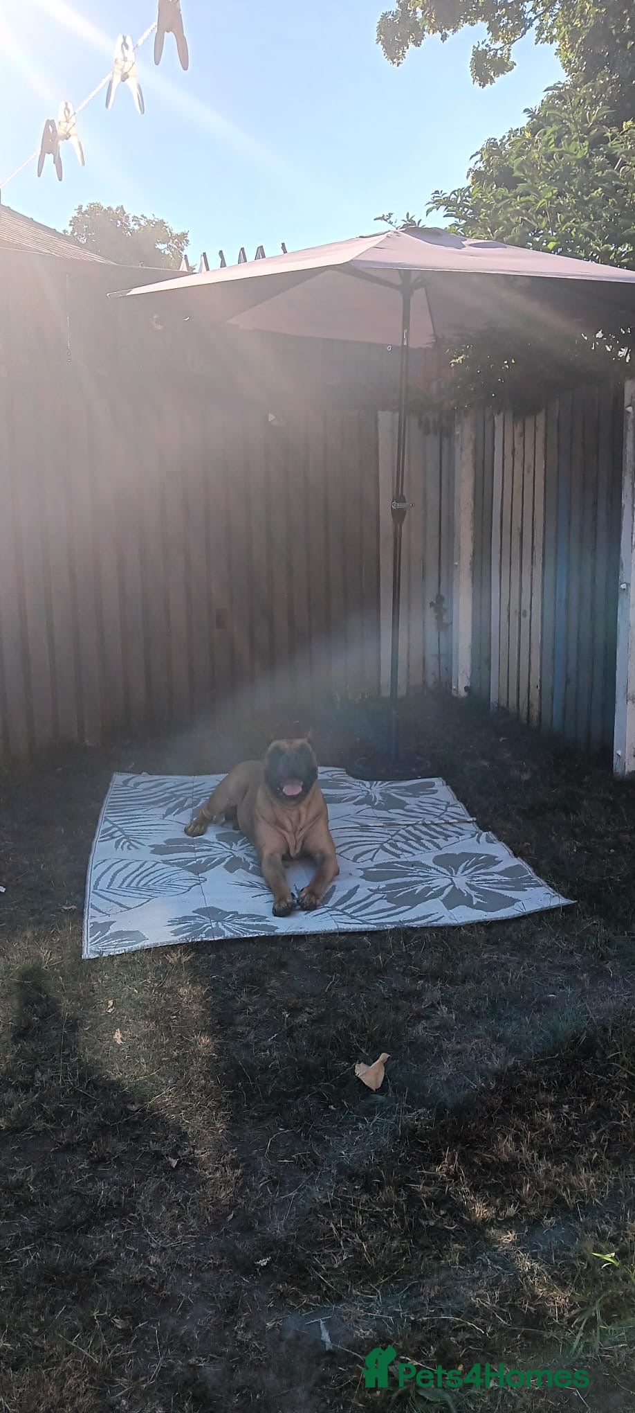 Presa Canario dogs Gorgeous pressa 10/10  - Advert 1