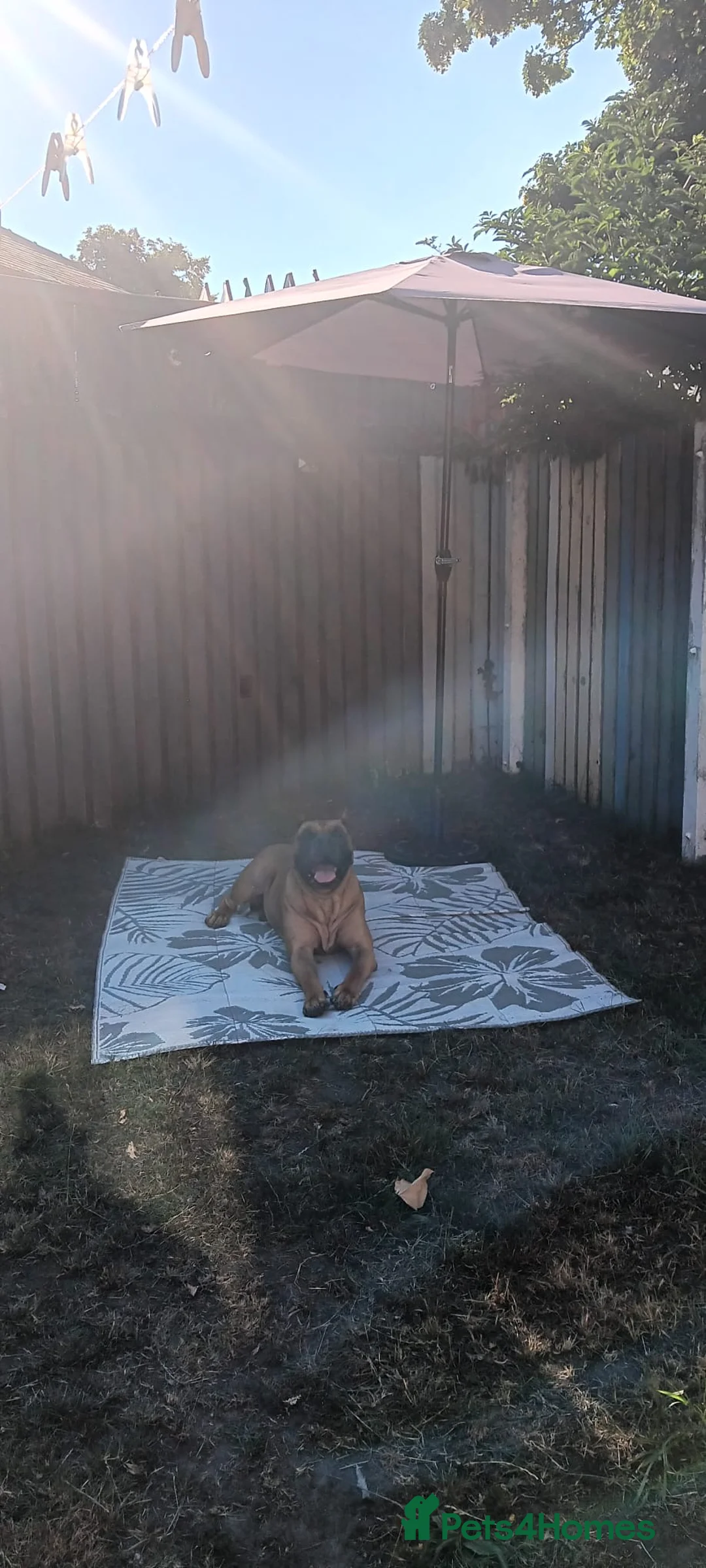 Presa Canario dogs for stud: Gorgeous pressa 10/10  in Liverpool - Advert 1