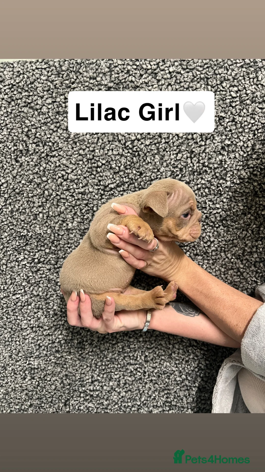 English Bulldog dogs for sale: English Bulldogs Ready For New homes!  - Advert 2