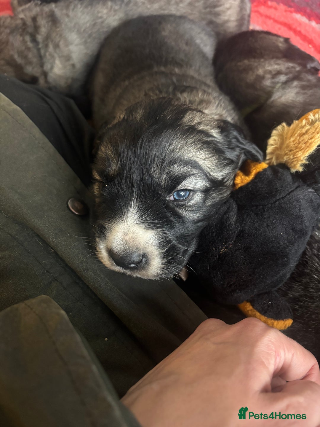 Caucasian Shepherd Dog dogs for sale: Caucasian Shepherds  - Advert 16