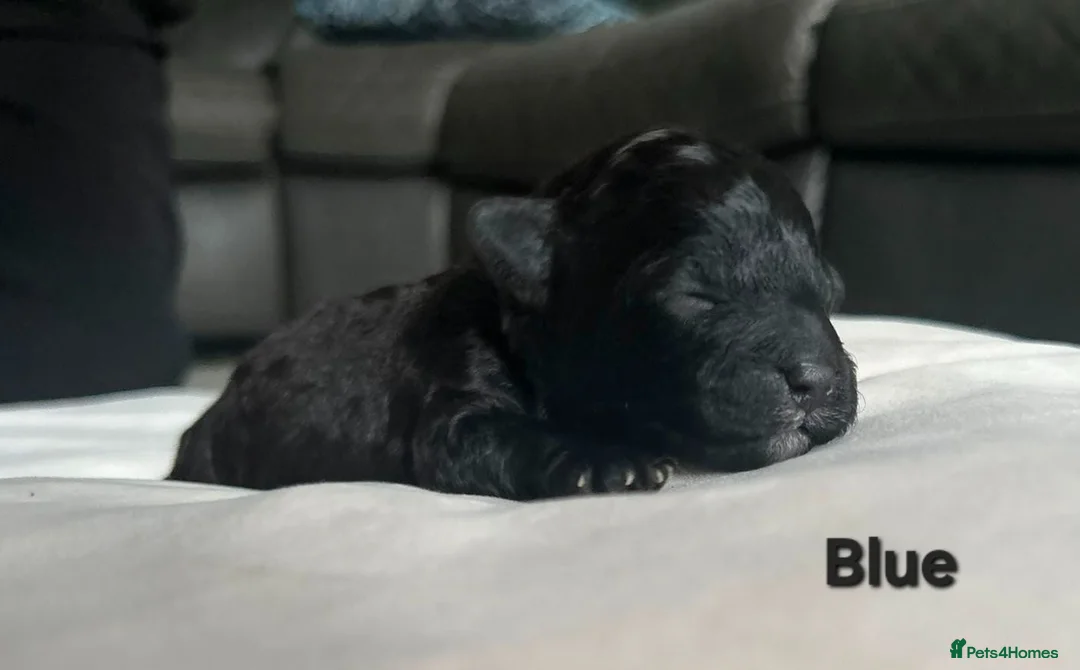 Maltipoo dogs for sale: F1b Maltipoo pups - Advert 2