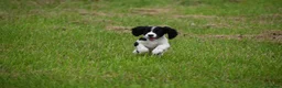 Cocker Spaniel dogs for sale: Mixed colour litter of working cockers  - Advert 9