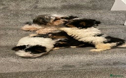 Biewer Terrier dogs for sale:  **  Biewer Terrier Babies Available 🥰 - Image 11