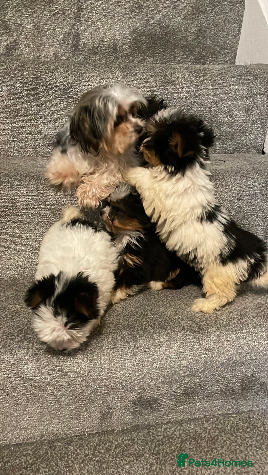 Biewer Terrier dogs for sale:  **  Biewer Terrier Babies Available 🥰 - Image 11