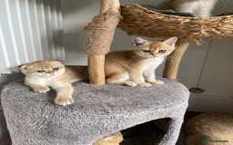 Scottish Fold cats for sale: SUMMER SALE LUXURY GOLDEN CHINCHILLA SCOTTISH FOLD - Image 6