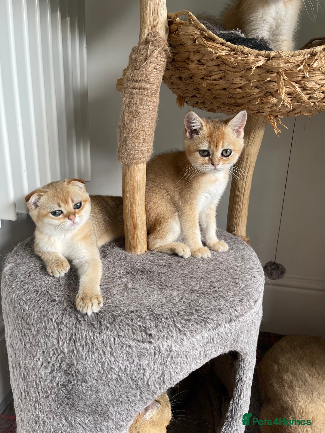Scottish Fold cats for sale: SUMMER SALE LUXURY GOLDEN CHINCHILLA SCOTTISH FOLD - Image 6