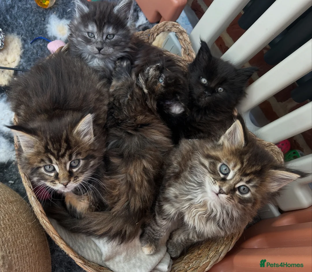 Maine Coon cats for sale: Maine Coon Kittens for sale 🐈‍⬛🤍 in Lewes - Advert 1