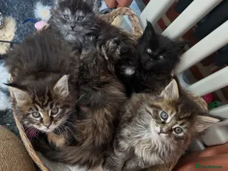 Maine Coon cats Maine Coon Kittens for sale 🐈⬛🤍 - Advert 11