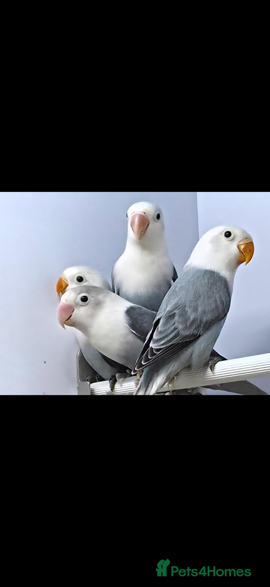 Lovebirds birds LOVEBIRD ADULTS & CHICKS - Advert 4