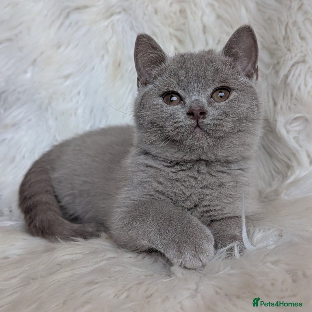 British Shorthair cats for sale: Amazing loving British shorthair kittens  - Image 7