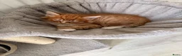 Mixed Breed cats for sale: Adorable fluffy ginger and white kittens - Advert 11