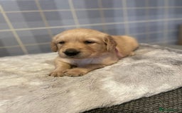 Golden Retriever dogs for sale: Golden retriever pups looking for forever homes  - Image 4