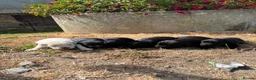 Labrador Retriever dogs for sale: Labrador Puppies - Advert 4