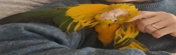 Conures birds for sale: Golden Conure Queen of Bavaria Female Baby 7 mths in Knutsford - Advert 4