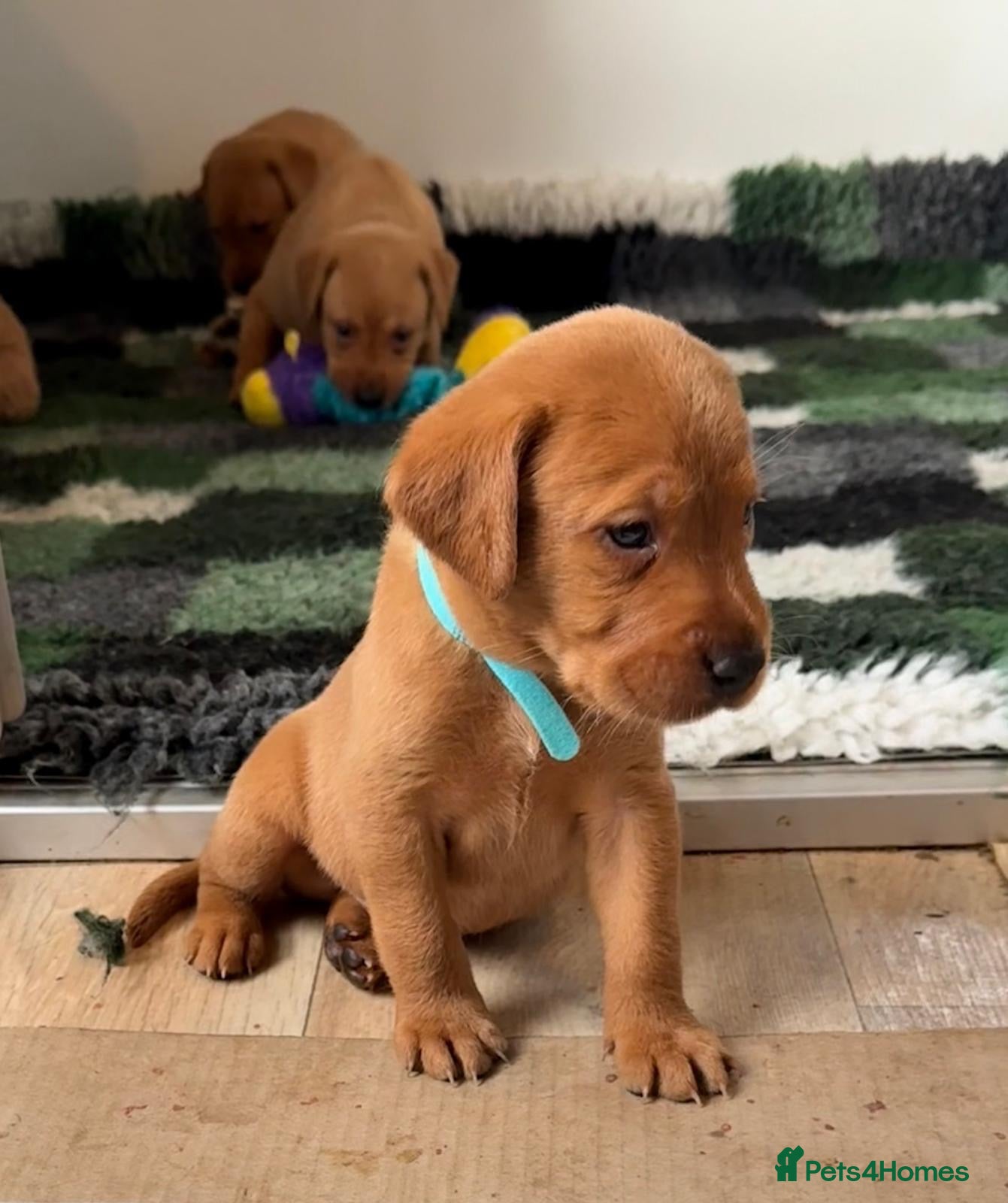 Labrador Retriever dogs FOX RED LAB PUPS PARENTS EXTENSIVELY HEALTH TESTED - Advert 1