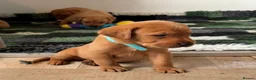 Labrador Retriever dogs for sale: EXCEPTIONALLY WELL BRED FOX RED LABRADOR PUPPIES  - Advert 16