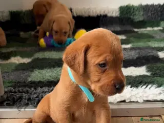 Labrador Retriever dogs FOX RED LAB PUPS PARENTS EXTENSIVELY HEALTH TESTED - Advert 16