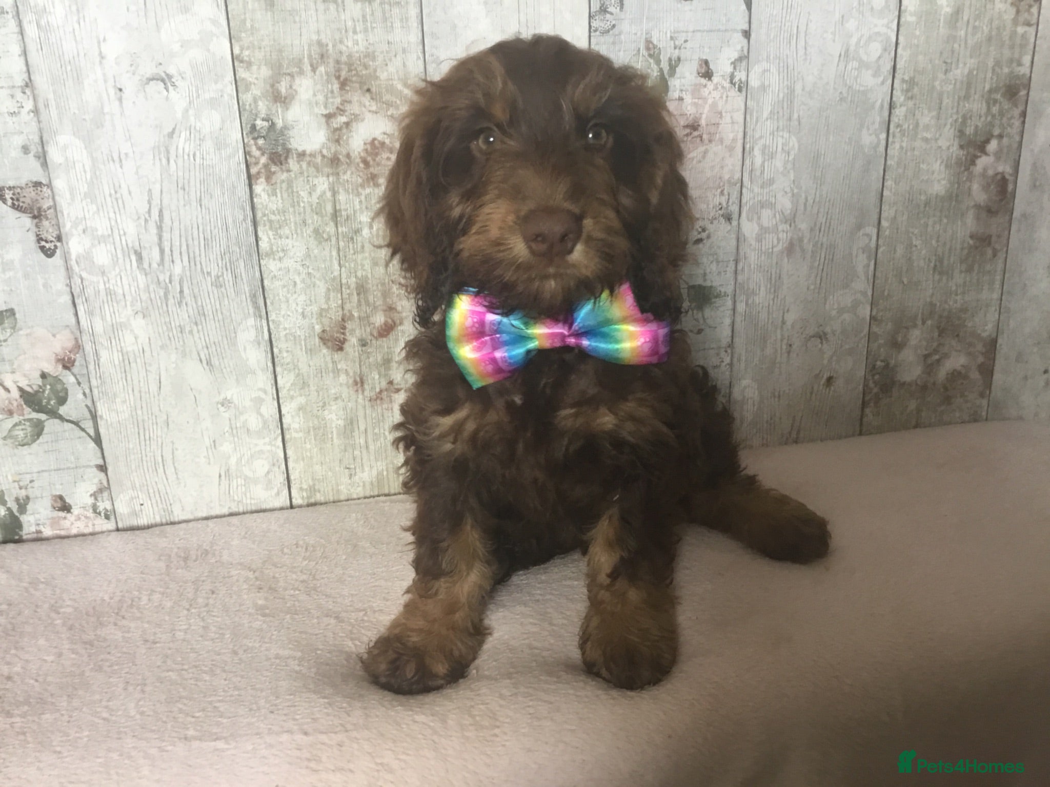 Mixed Breed dogs Mini Doodle pups ( like cockapoo’s ) - Advert 2