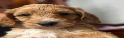 Cockapoo dogs for sale: Adorable Cockapoo Puppies in Keighley - Advert 12