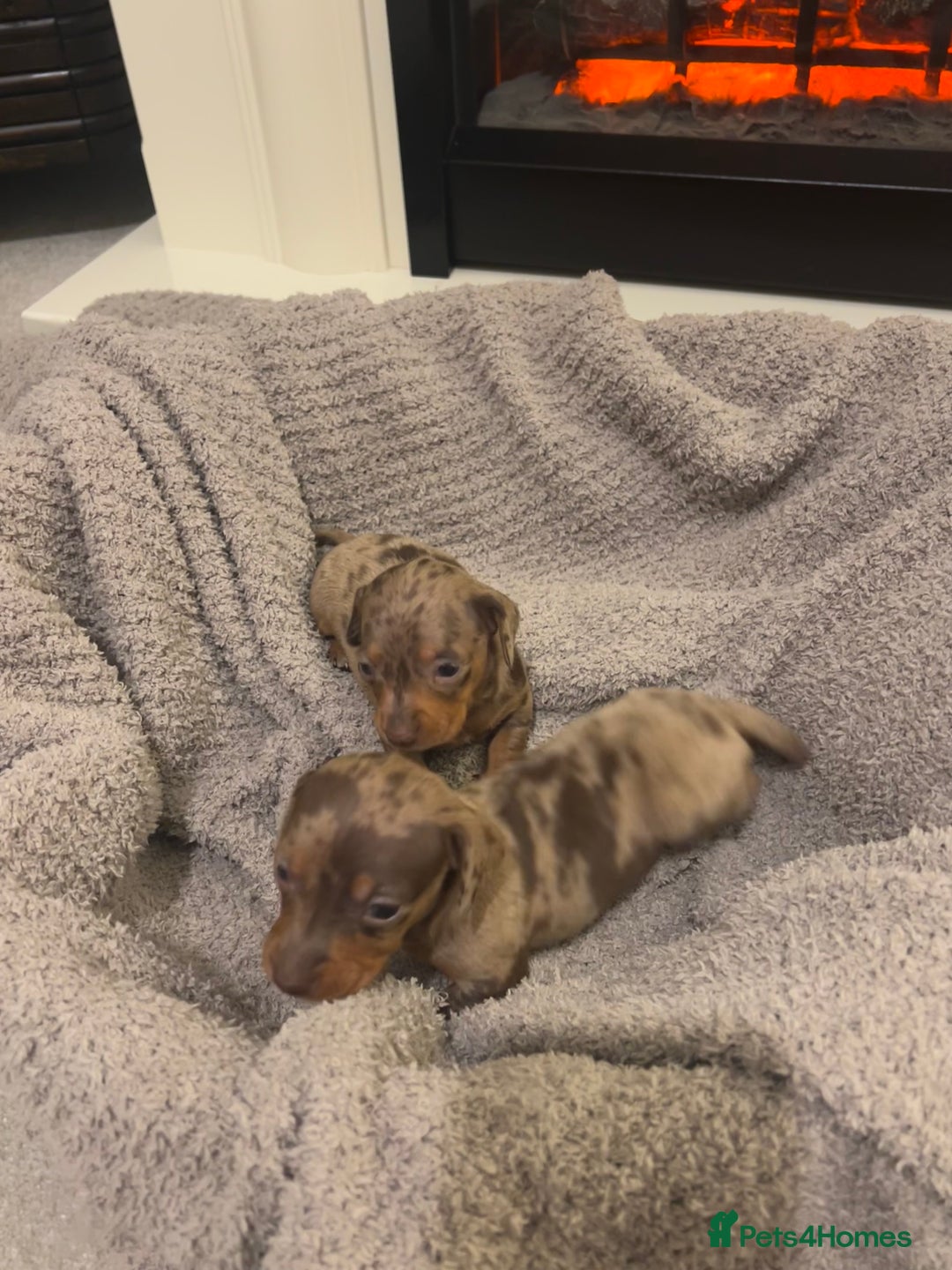 Miniature Dachshund dogs for sale: Miniature dachshunds  - Image 3