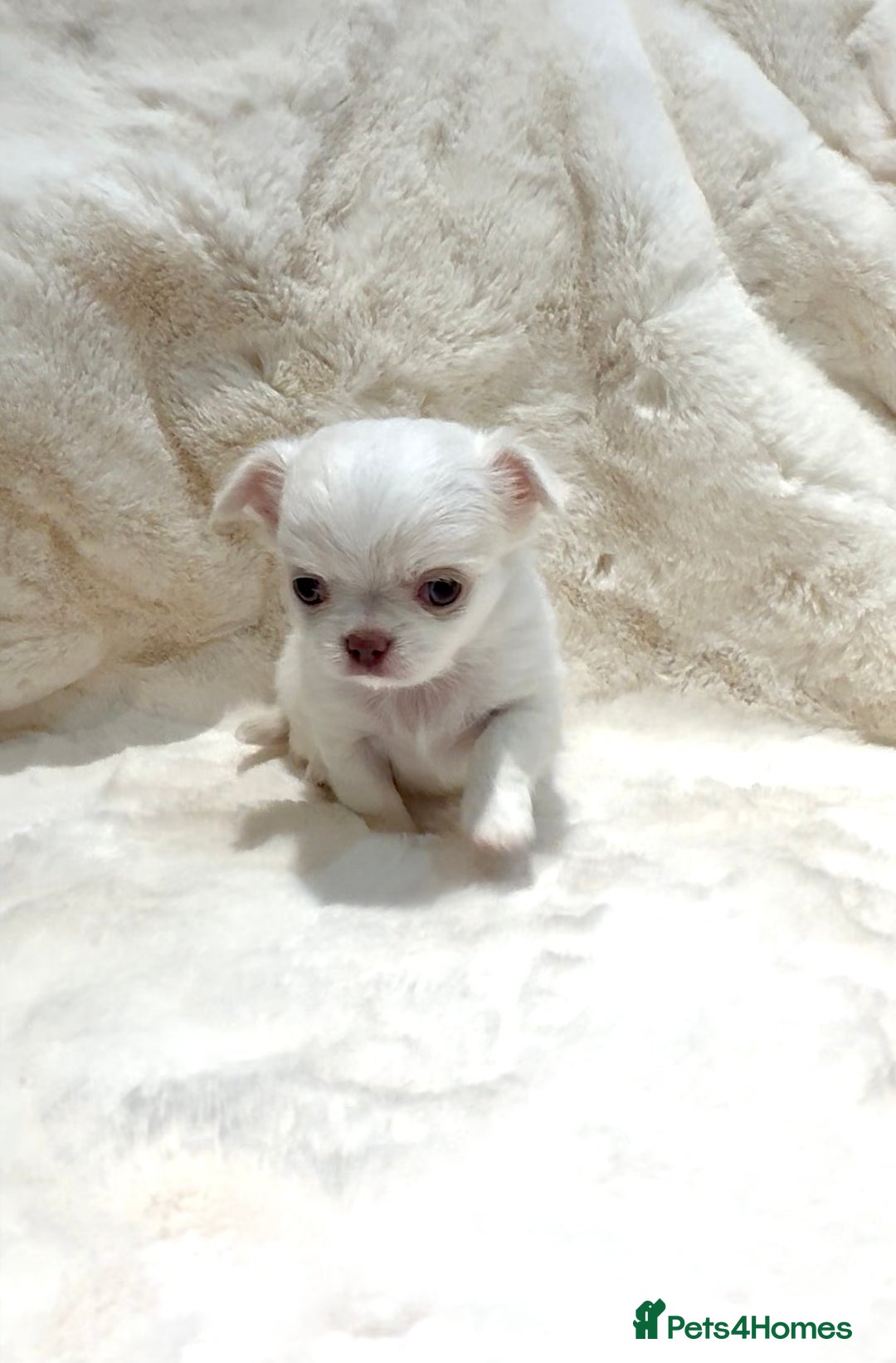 Chihuahua dogs for sale: QUALITY LONG COAT KC CHIHUAHUA PUPPIES  - Advert 32
