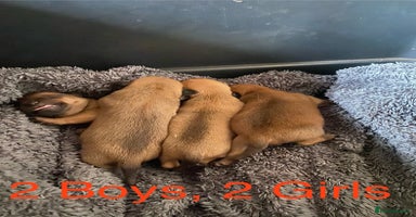 Patterjack dogs - Advert 3
