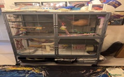 Sugar Glider rodents for sale: 2 female sugar gliders - Image 4