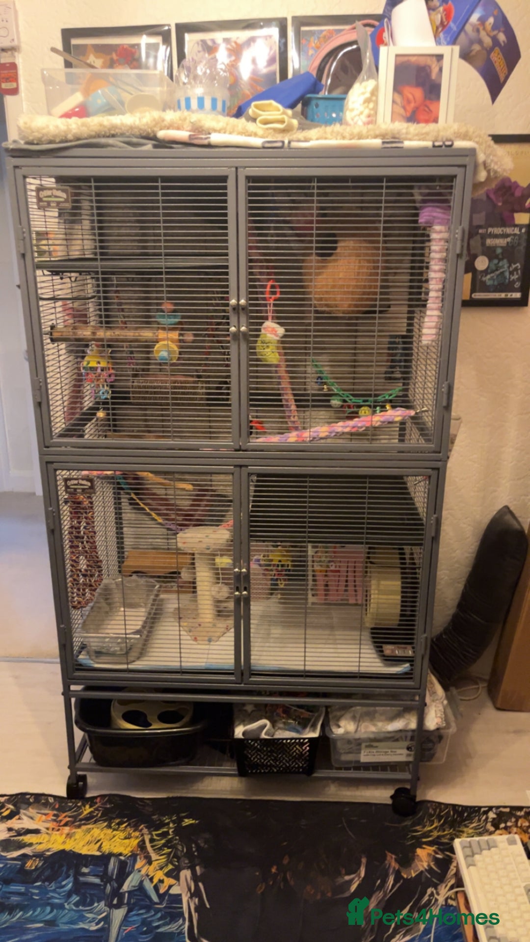 Sugar Glider rodents for sale: 2 female sugar gliders - Image 4