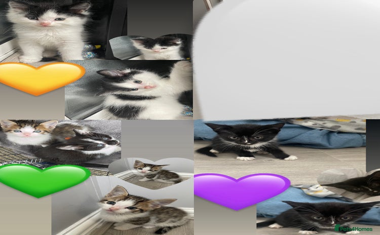 Mixed Breed cats - Advert 1